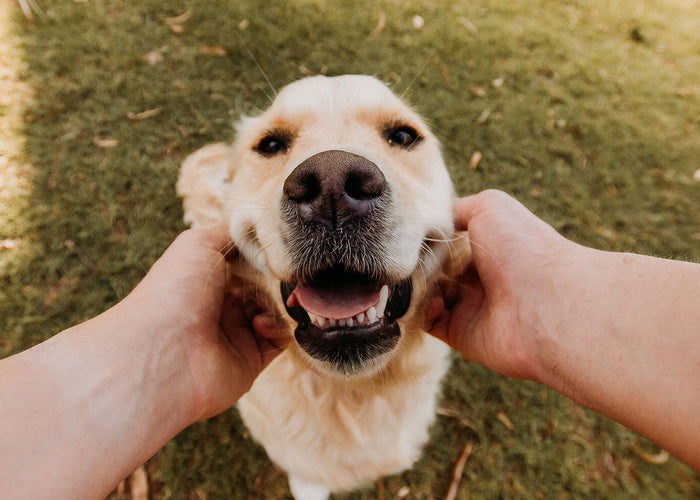 So Fresh, So Clean! How Often Should You Wash Your Dog?