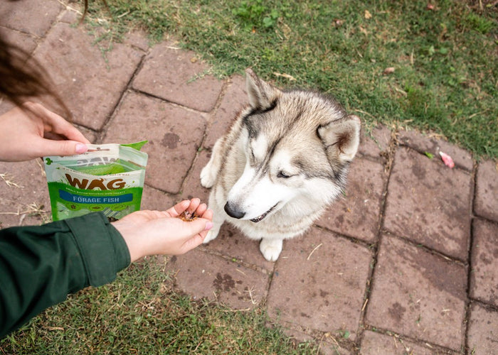 How to use treats when training your dog