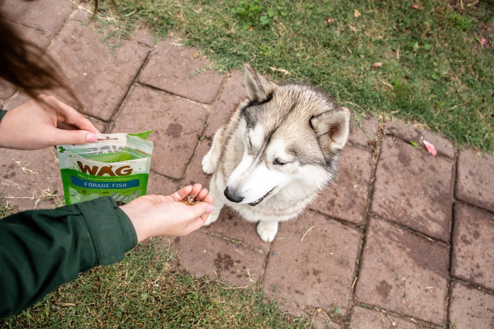 How to use treats when training your dog