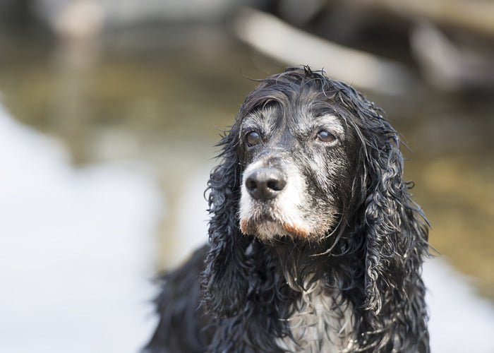 From adult to senior: How your dog’s needs change as they age