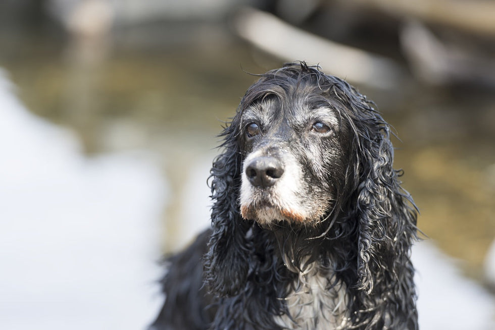 From adult to senior: How your dog’s needs change as they age