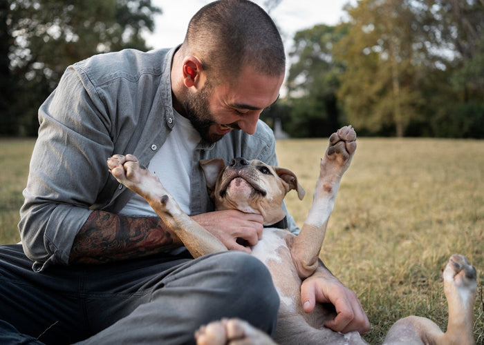 A Beginner’s Guide to Training Your Dog