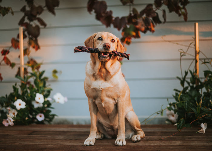 Is beef bladder good for dogs? Benefits, safety & what to know