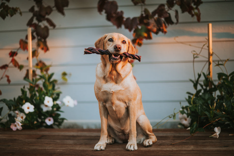 Is beef bladder good for dogs? Benefits, safety & what to know