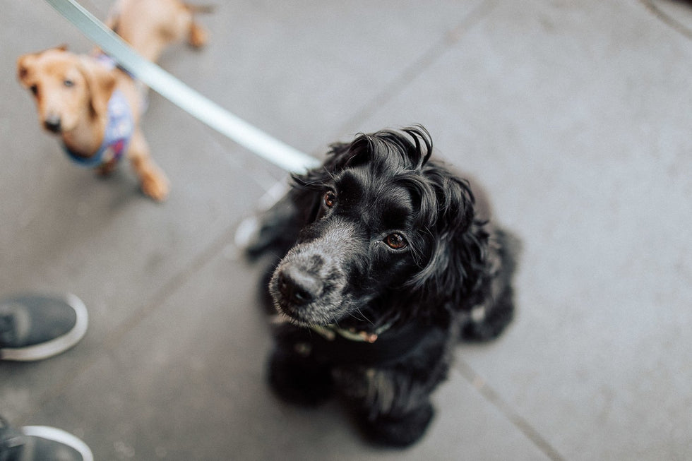 Is rawhide bad for my dog?