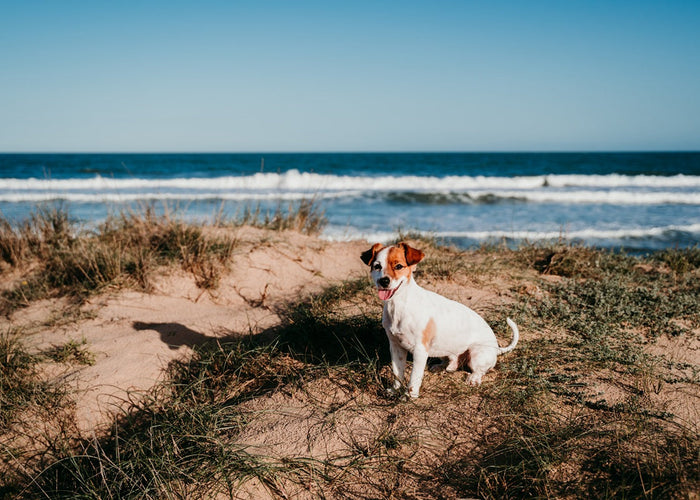 Beat the heat by spotting the signs of overheating in dogs