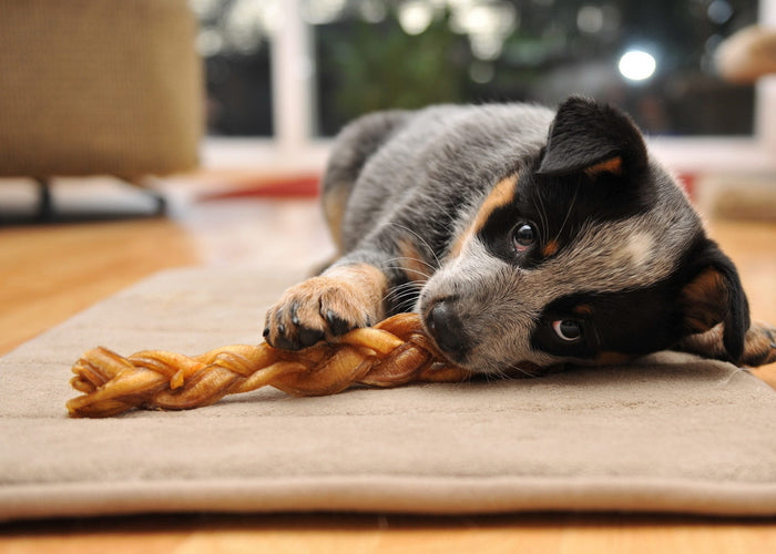 Chomp happens: The best chews for teething puppies