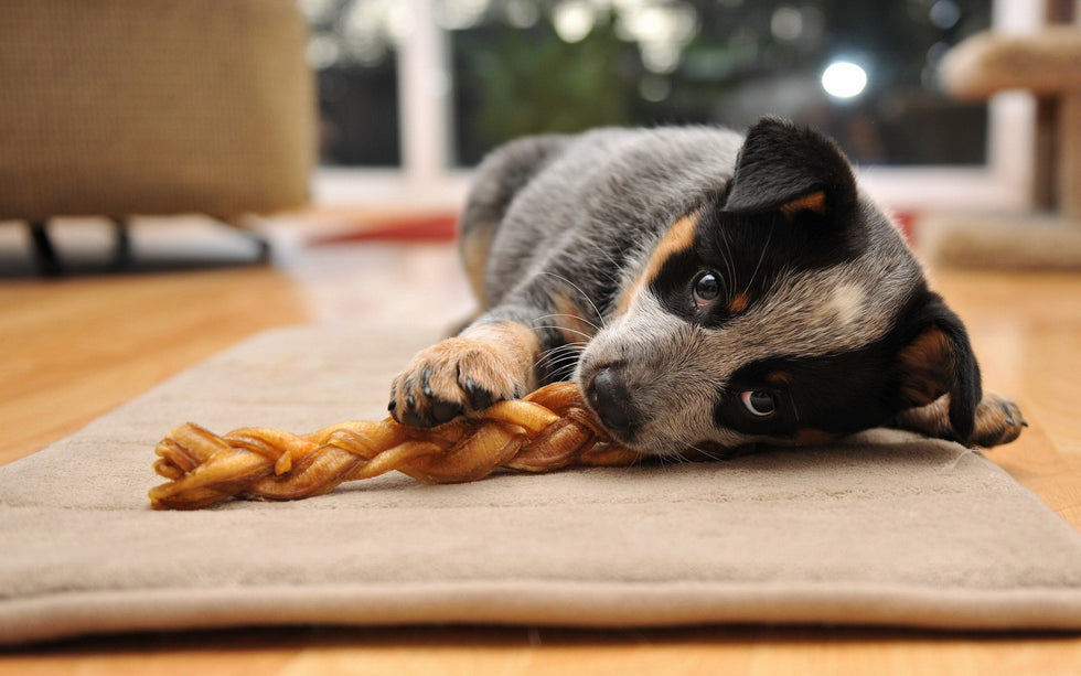 Chomp happens: The best chews for teething puppies