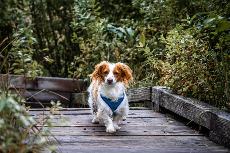 What are novel proteins for dogs? Here's why they're worth wagging about