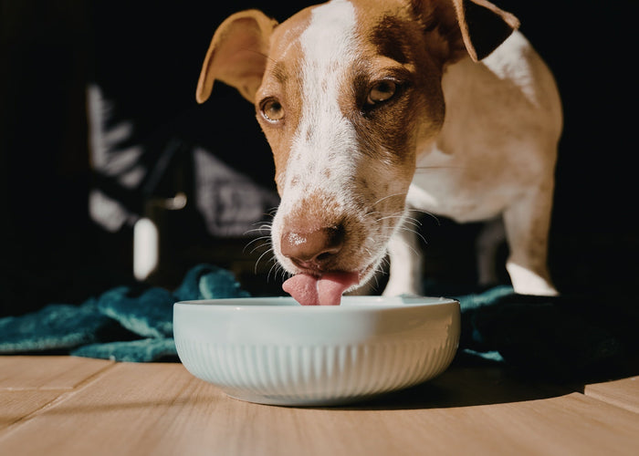 What foods are good for probiotics for dogs?