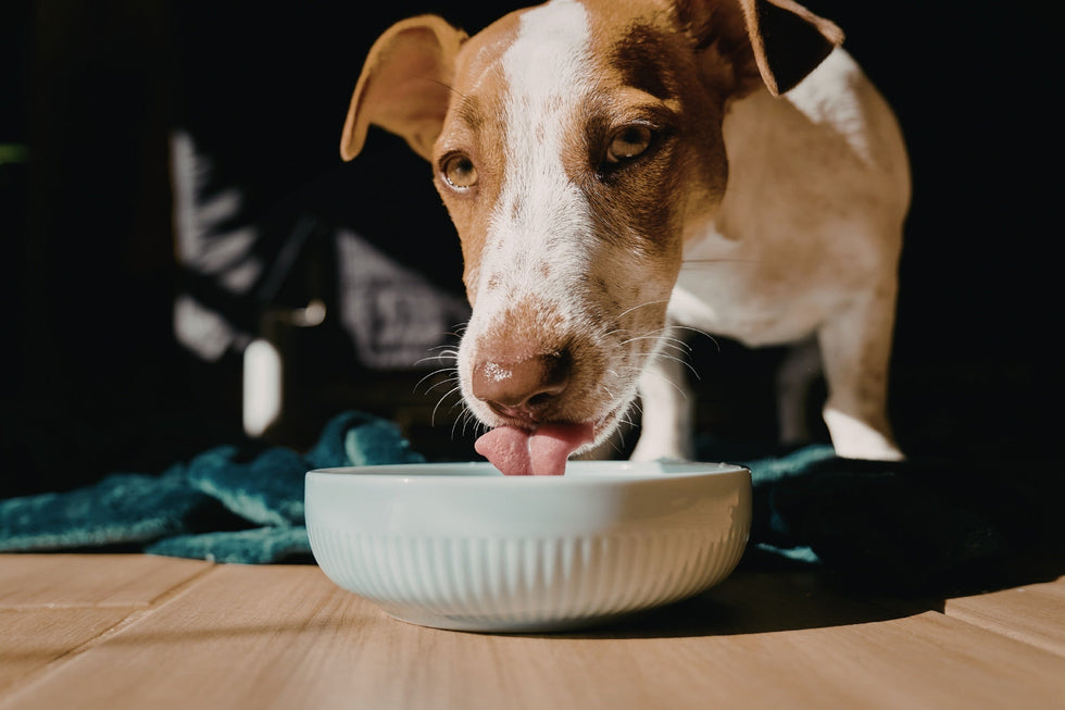 What foods are good for probiotics for dogs?