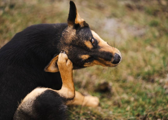 The best treats for dogs with allergies