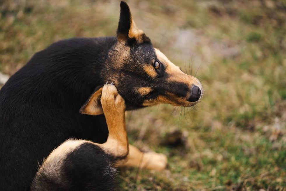 The best treats for dogs with allergies