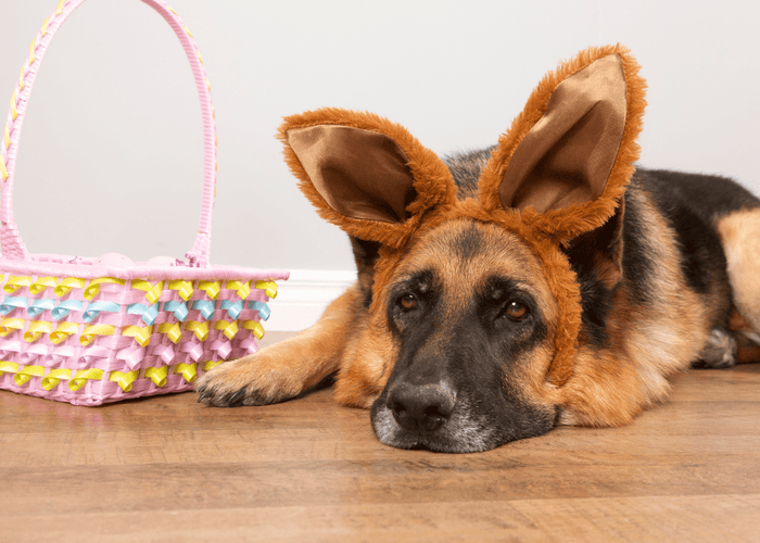 What will chocolate do to a dog? Signs, risks & safe treat alternatives
