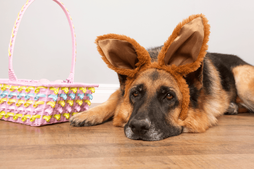 What will chocolate do to a dog? Signs, risks & safe treat alternatives