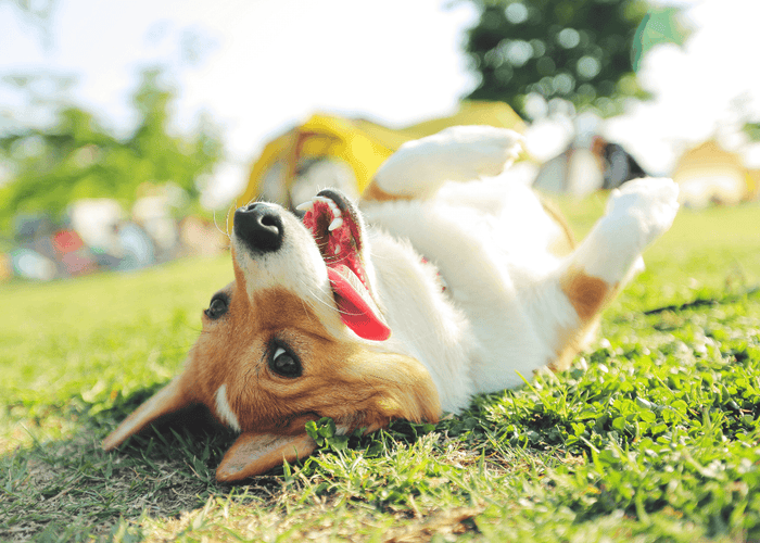 Why do dogs like to roll in grass?