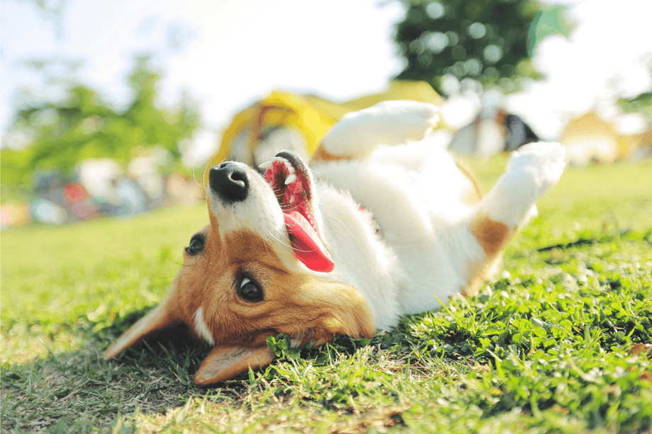 Why do dogs like to roll in grass?
