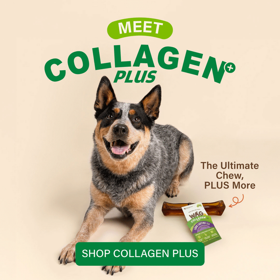 New Collagen Plus, the ultimate dog chew plus more