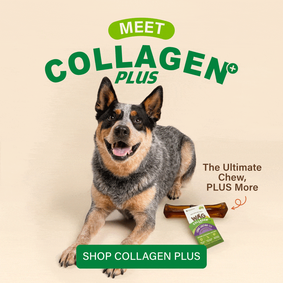 New Collagen Plus, the ultimate dog chew plus more