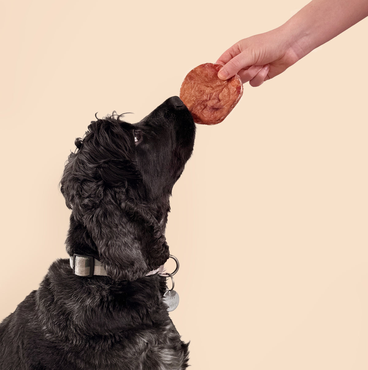 Bully Discs for Dogs | Long-Lasting Beef Chew | WAG