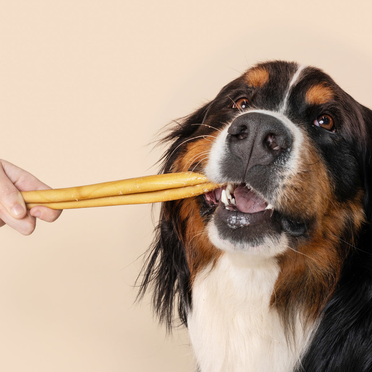 Bully Cheek Sticks for Dogs | WAG Dog Treats