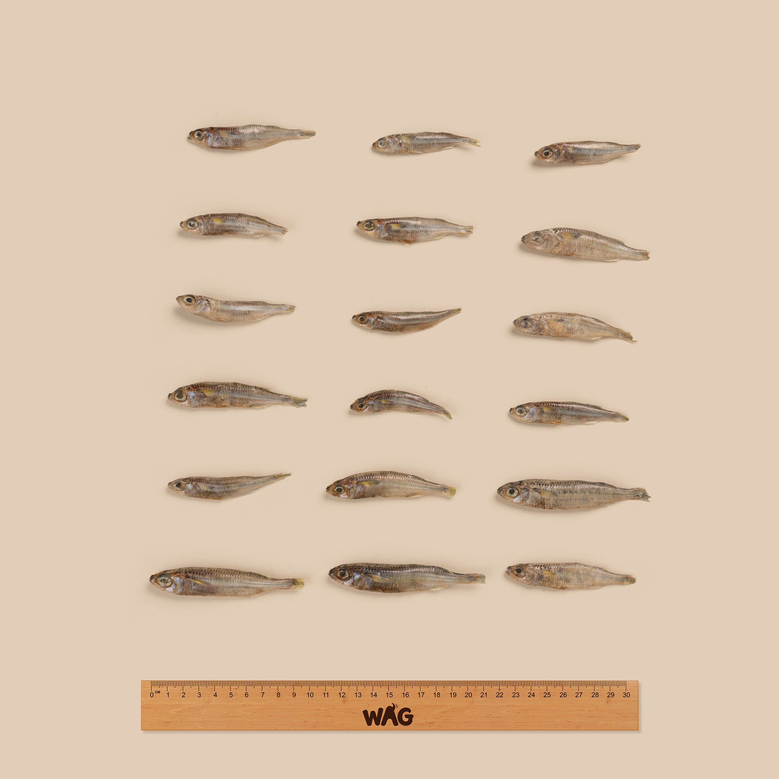 Fodder Fish Forage Fish Treats for Dogs | WAG