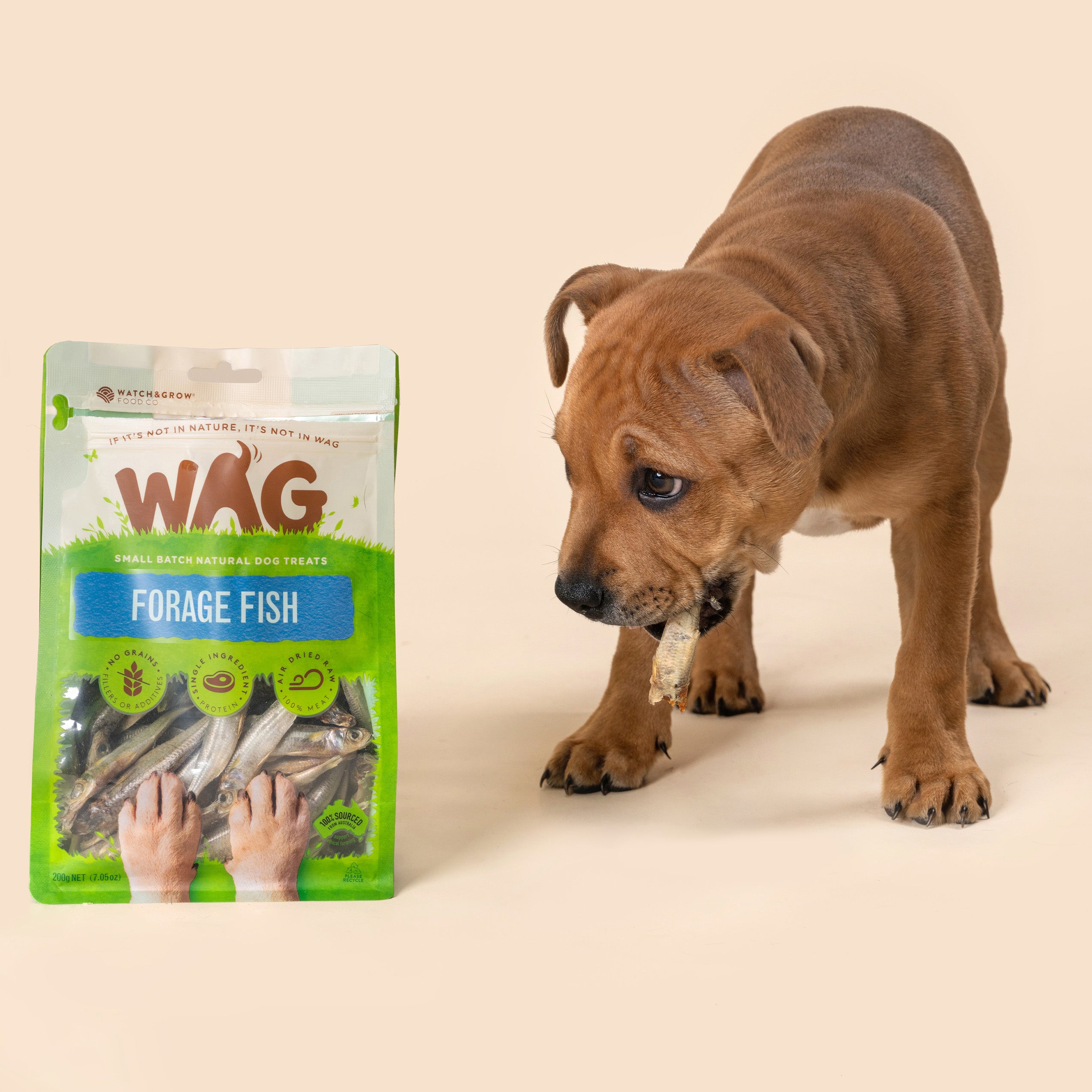Forage Fish Treats for Dogs | WAG