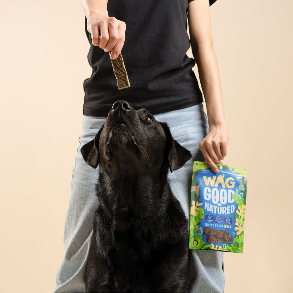 Insect Based Jerky