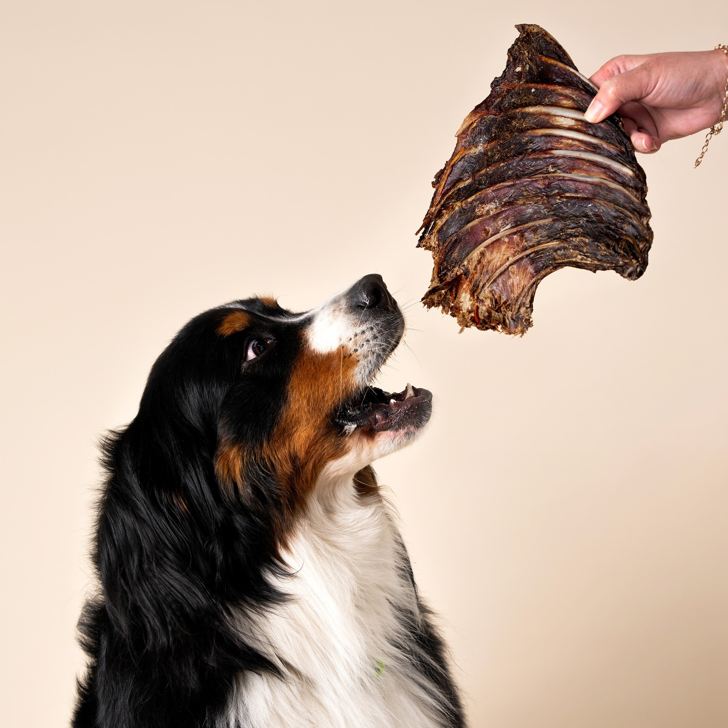 Kangaroo Rib Rack – Dog Treats | WAG