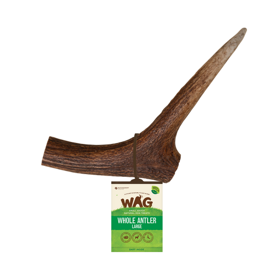Whole Deer Antler
