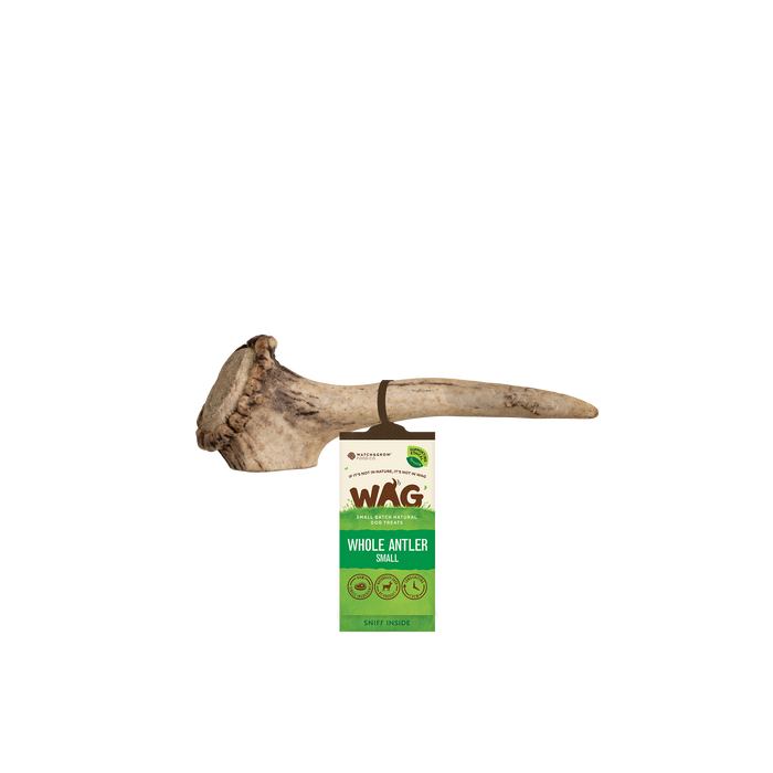 Whole Deer Antler