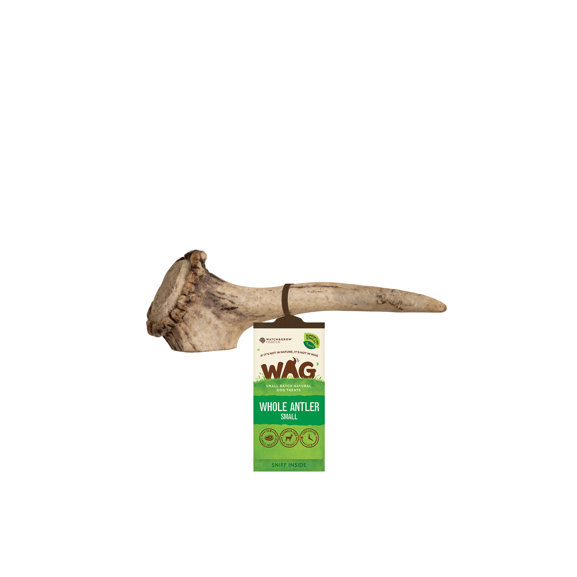 Whole Deer Antler