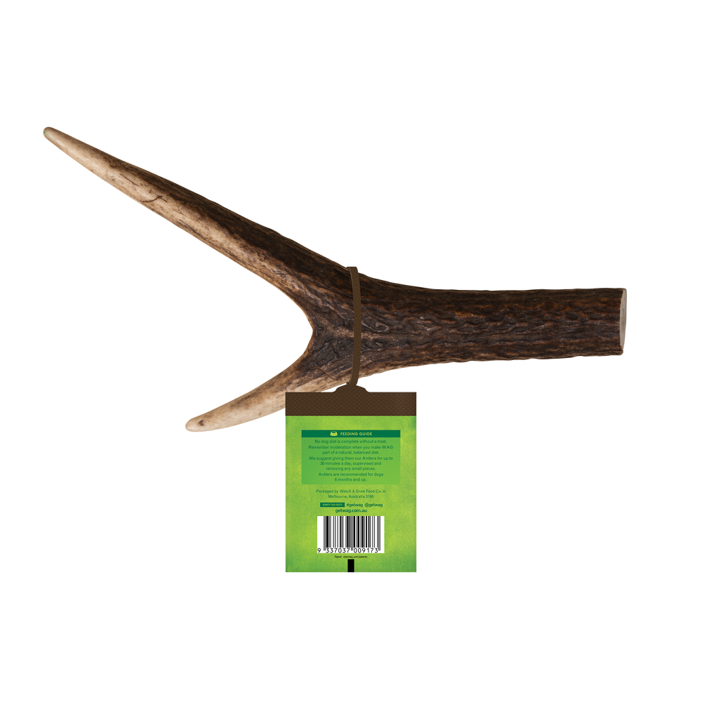 Whole Deer Antler