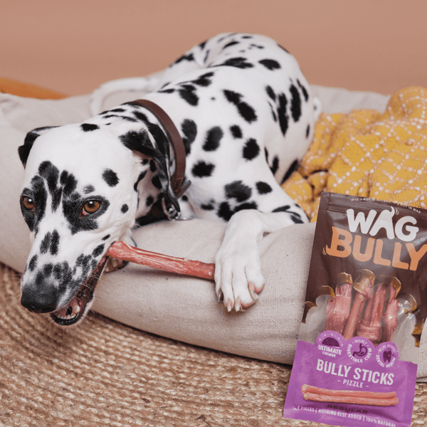 Something for your little bully to bite!