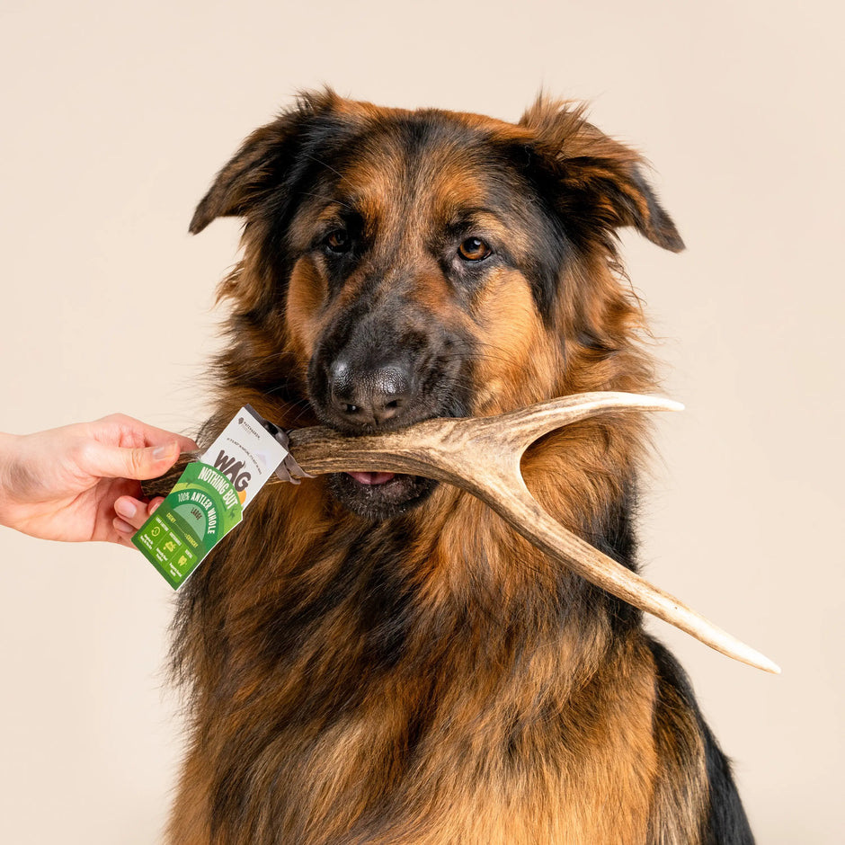 Whole Deer Antler