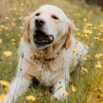 are white knuckle bones good for dogs