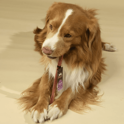 Hard Chew Dog Treats Durable Long Lasting Buy Now